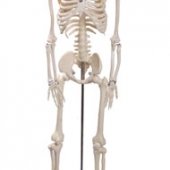 Picture of Esqueleto de 85 cm